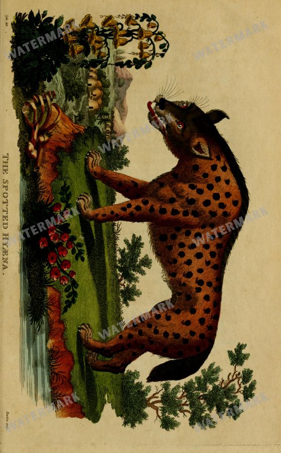 Wildlife Vintage Prints