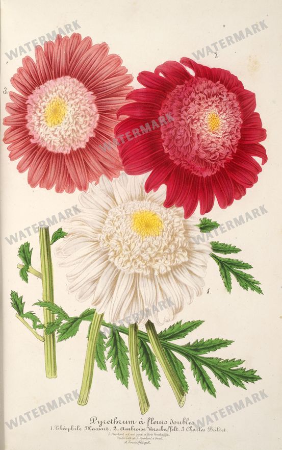 Floral Illustrations