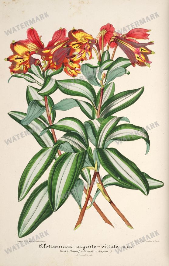 Floral Illustrations
