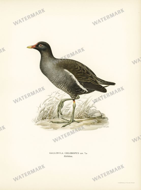 Birds Vintage Prints