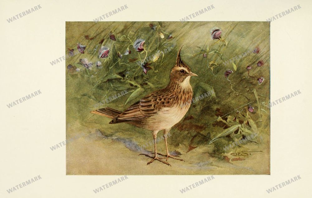 Birds Vintage Prints