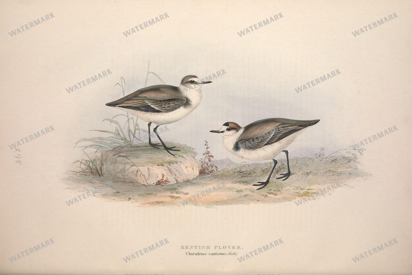 Birds Vintage Prints