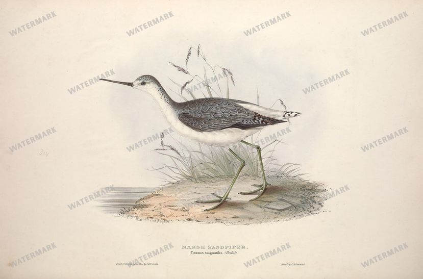 Birds Vintage Prints
