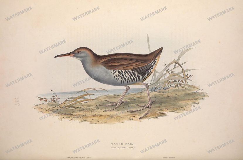 Birds Vintage Prints