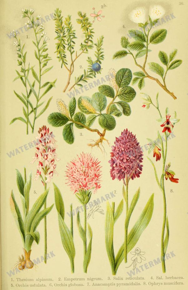 Botanical Alpen-Flora Vintage Prints