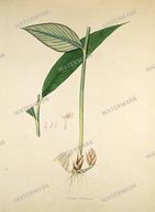 Botanical Plant Vintage Prints