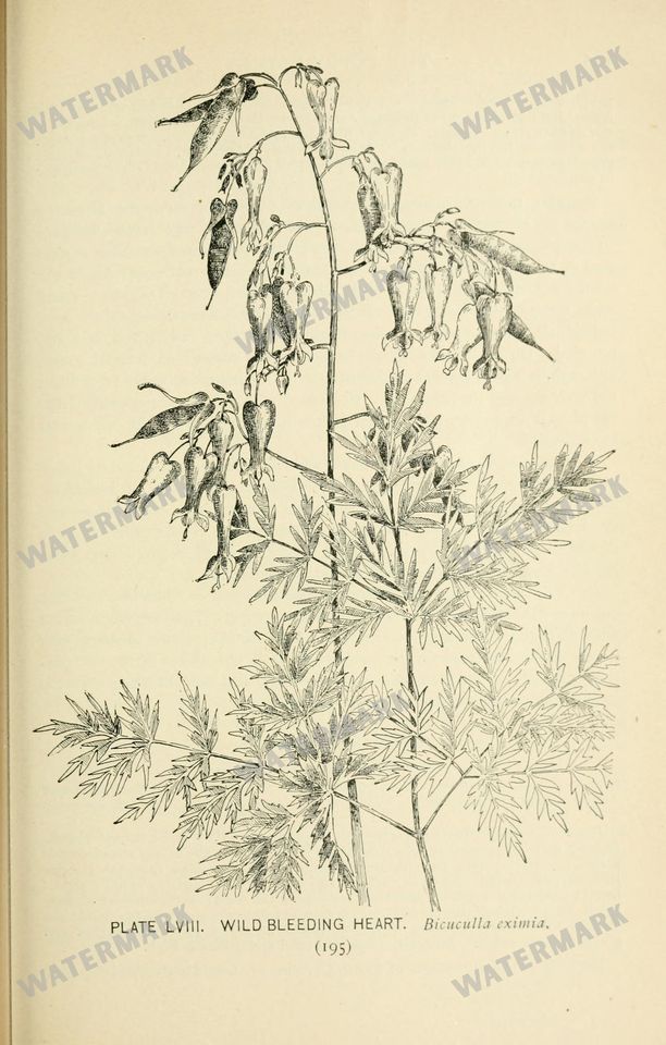 Botanical Sketches Vintage Prints