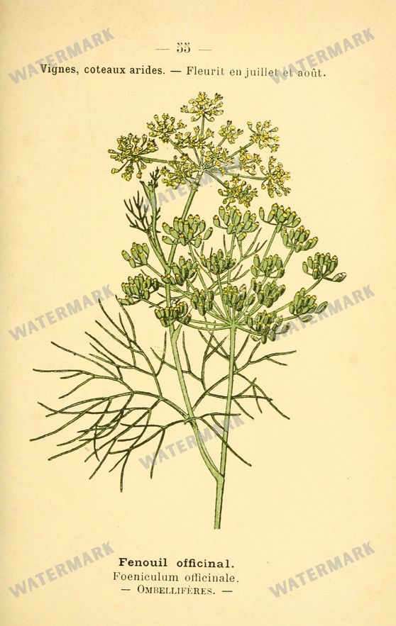 Botanical Vintage Prints