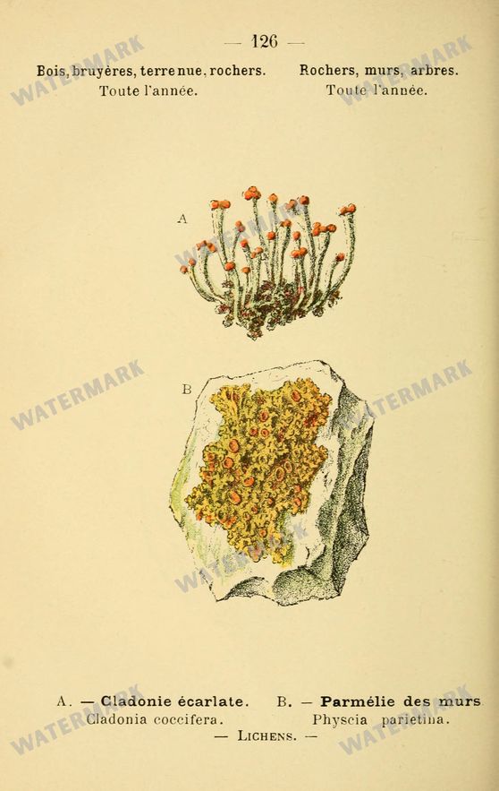 Botanical Vintage Prints