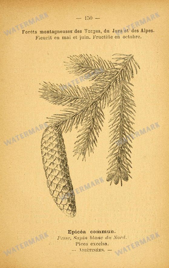 Botanical Vintage Prints