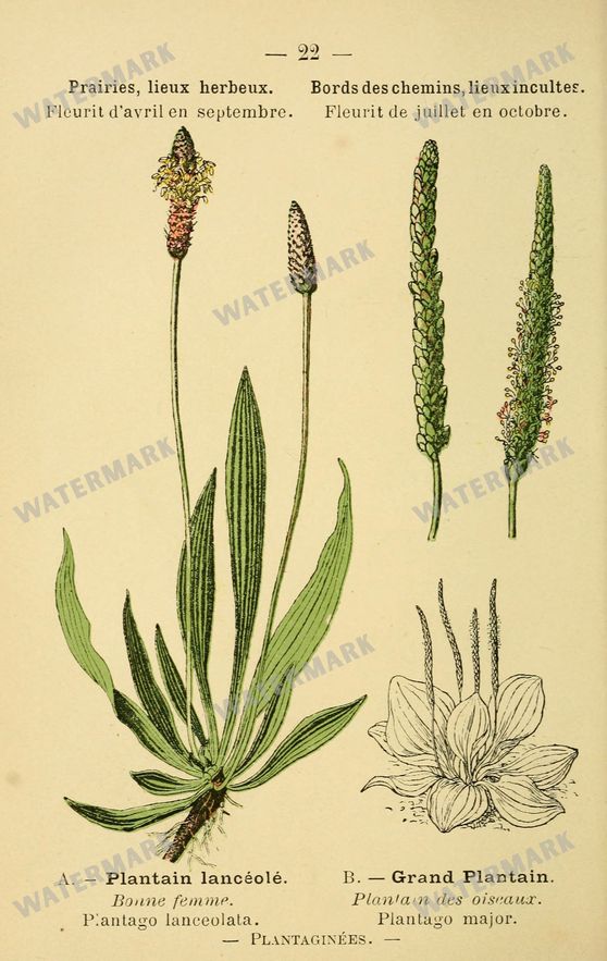 Botanical Vintage Prints
