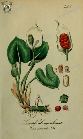 Botanical Vintage Prints