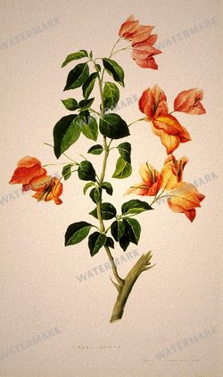 Botanical Vintage Prints