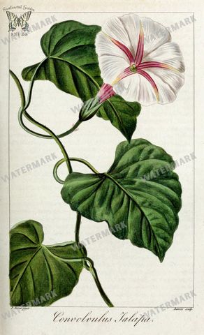 Botanical Vintage Prints