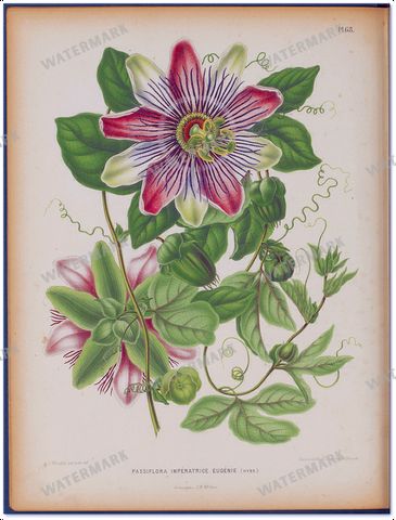 Botanical Vintage Prints