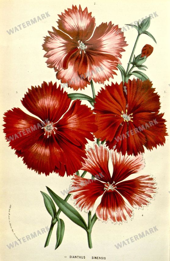 Botanical Vintage Prints