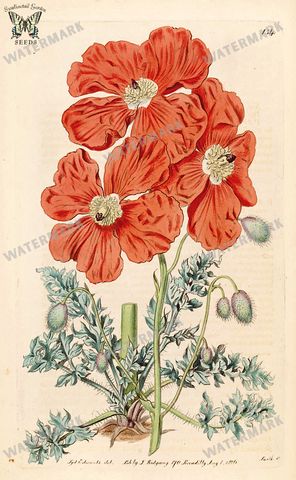 Botanical Vintage Prints
