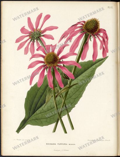 Botanical Vintage Prints