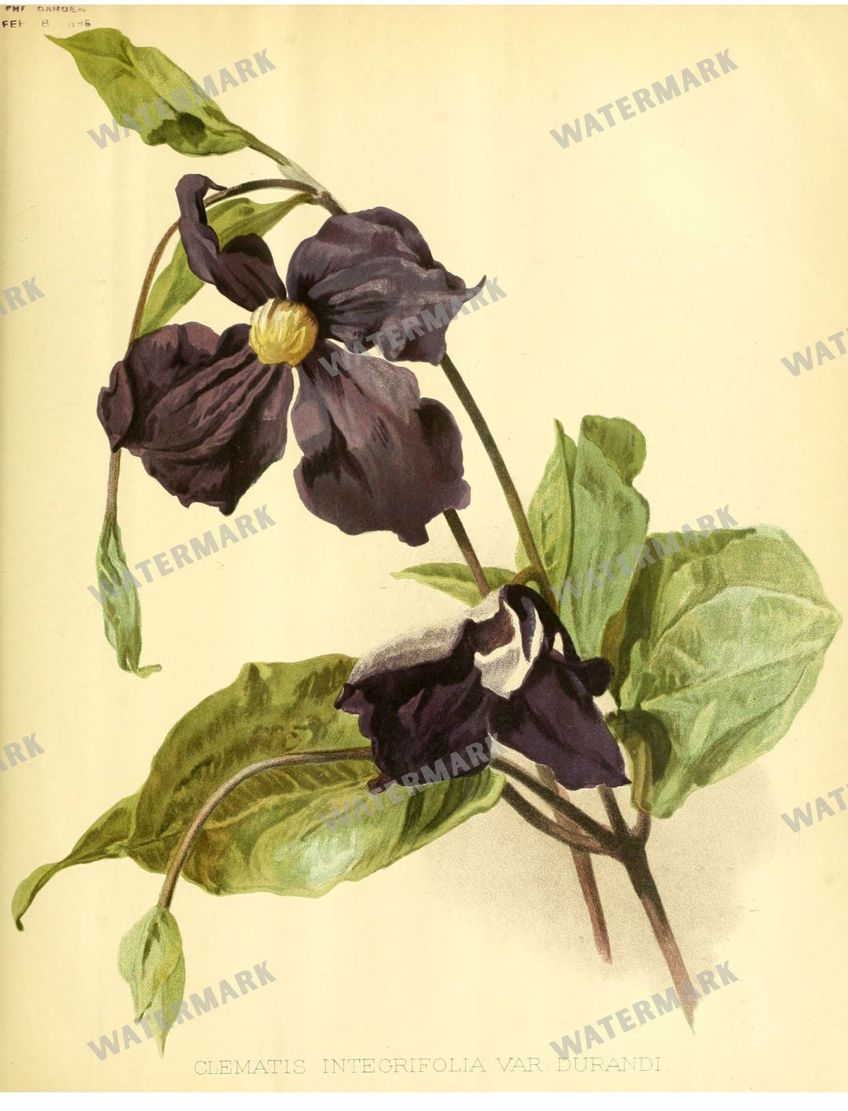 Botanical Vintage Prints