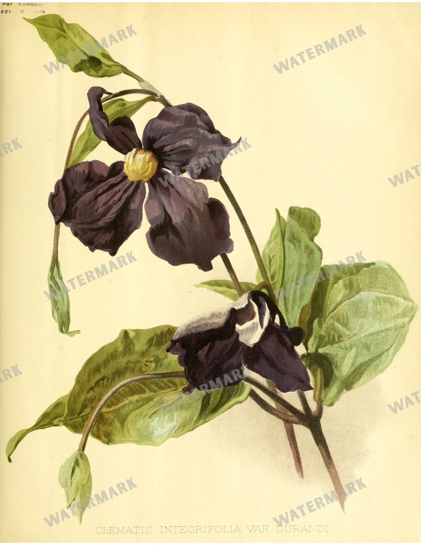 Botanical Vintage Prints