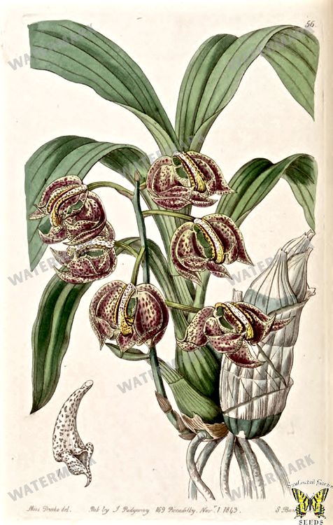 Botanical Vintage Prints