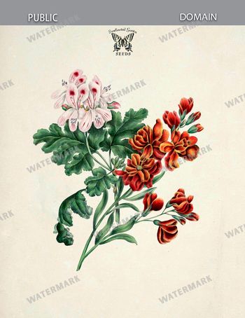 Botanical Vintage Prints