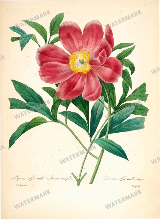 Botanical Vintage Prints