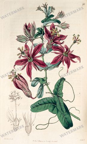 Botanical Vintage Prints