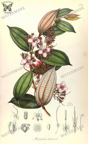 Botanical Vintage Prints