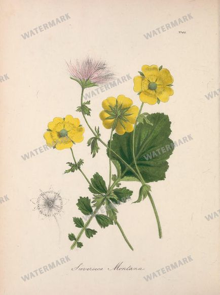 Botanical Vintage Prints