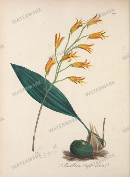 Botanical Vintage Prints