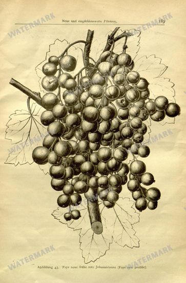 Botanical Vintage Prints