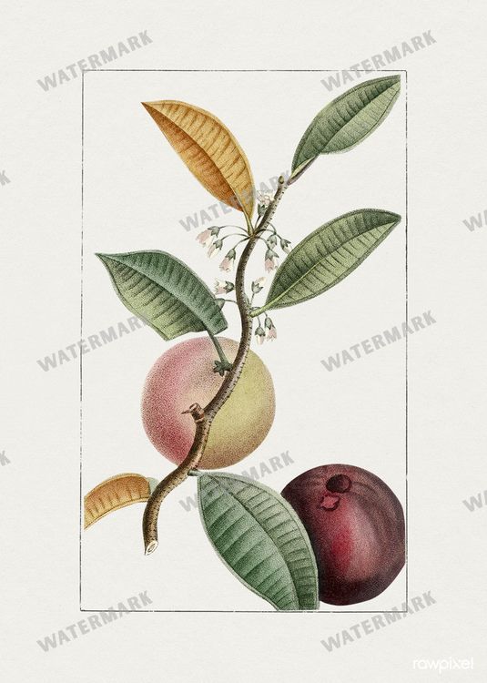 Botanical Vintage Prints