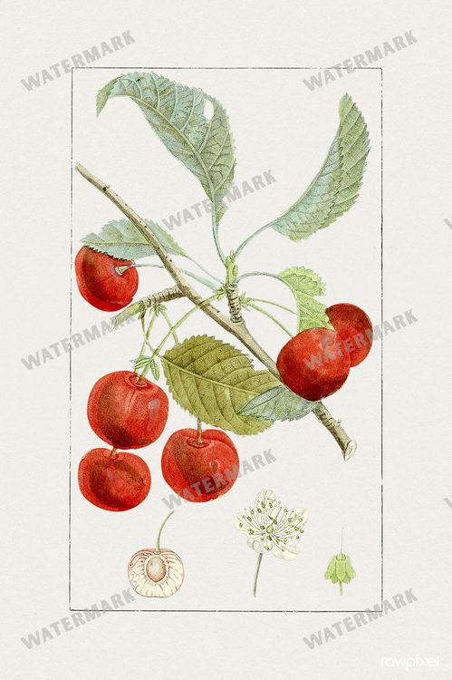 Botanical Vintage Prints