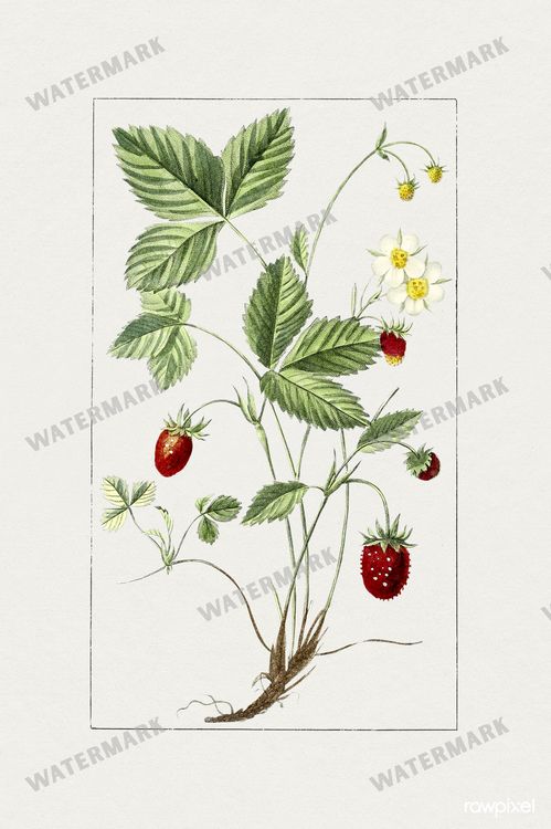 Botanical Vintage Prints