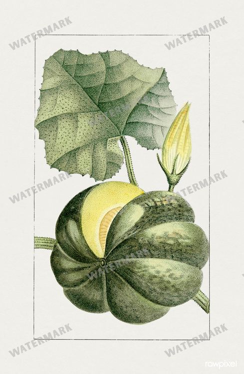 Botanical Vintage Prints