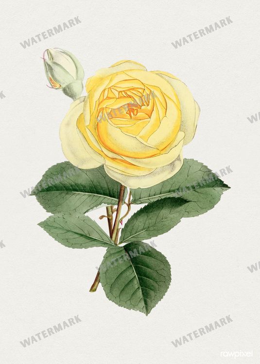 Botanical Vintage Prints