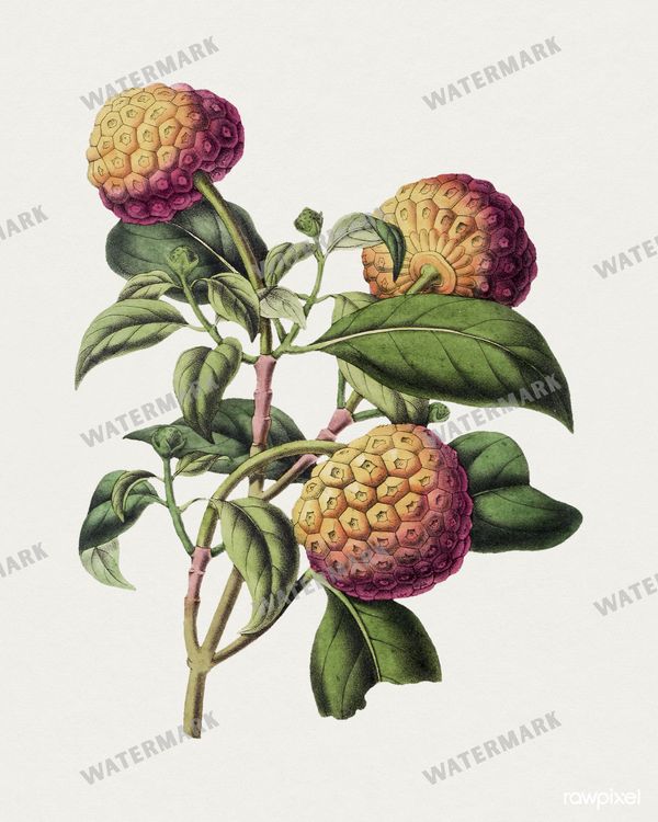 Botanical Vintage Prints
