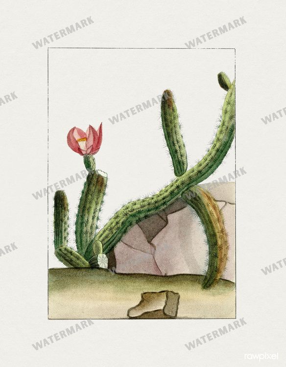 Botanical Vintage Prints
