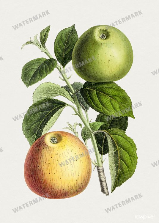 Botanical Vintage Prints