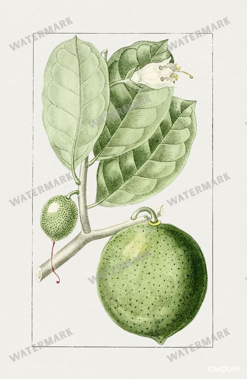 Botanical Vintage Prints