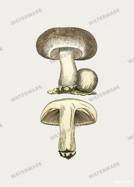 Botanical Vintage Prints