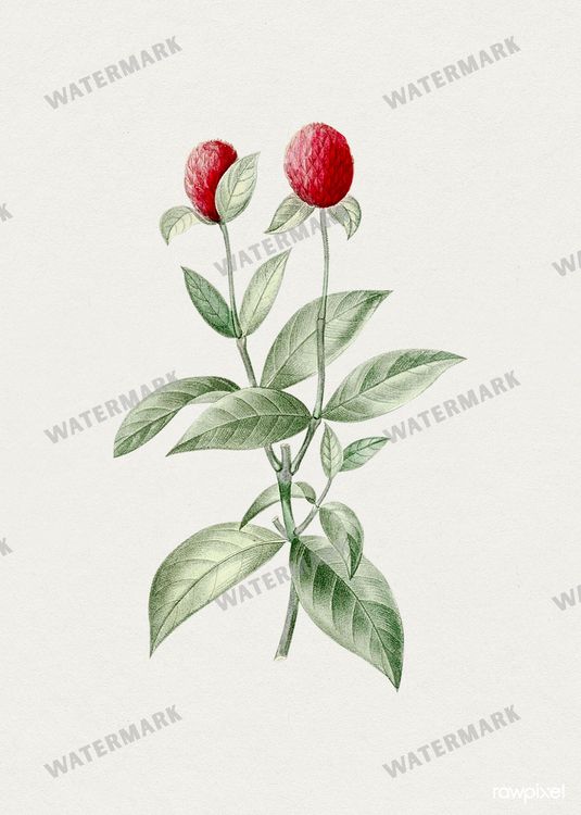 Botanical Vintage Prints