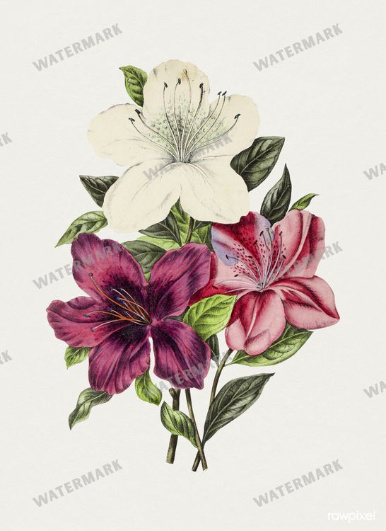 Botanical Vintage Prints