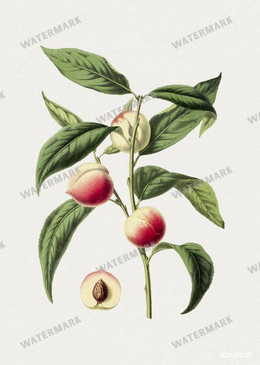 Botanical Vintage Prints