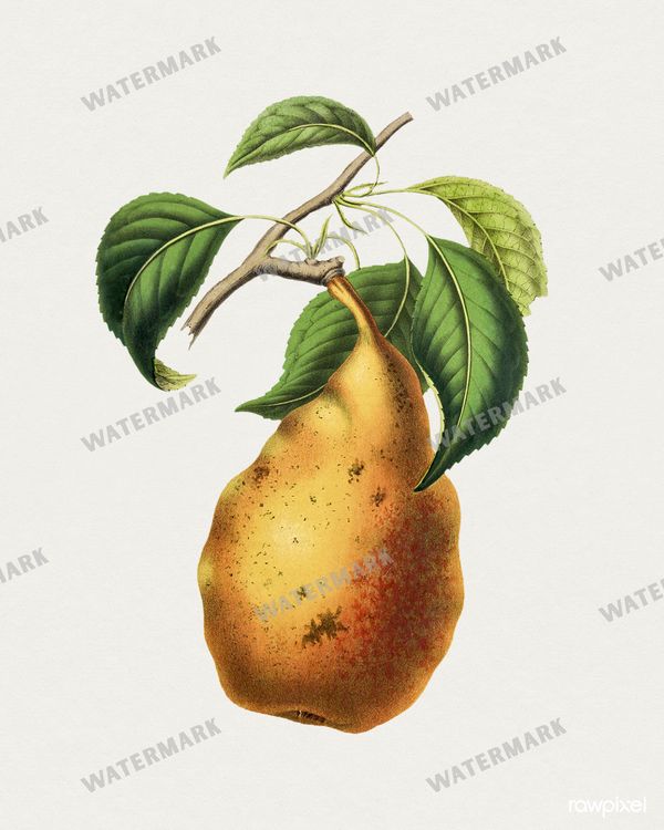 Botanical Vintage Prints