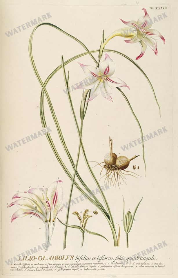 Botanical Vintage Prints