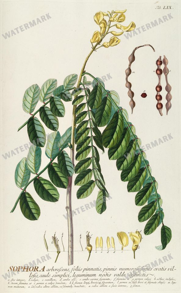 Botanical Vintage Prints