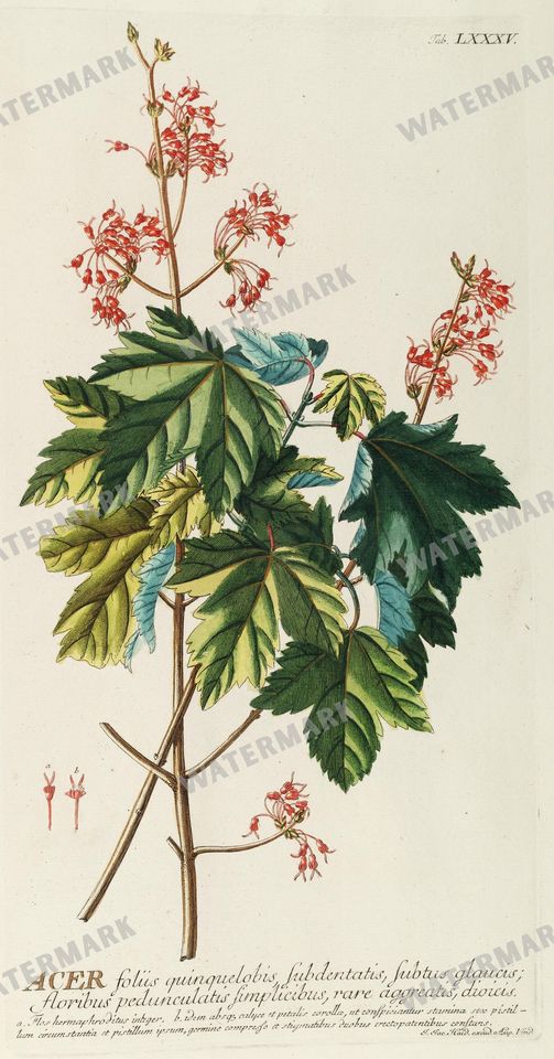 Botanical Vintage Prints