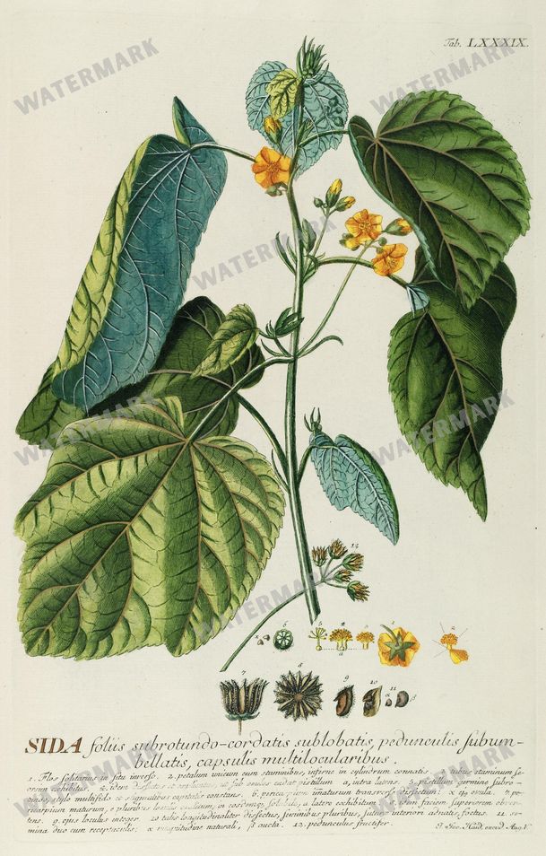 Botanical Vintage Prints